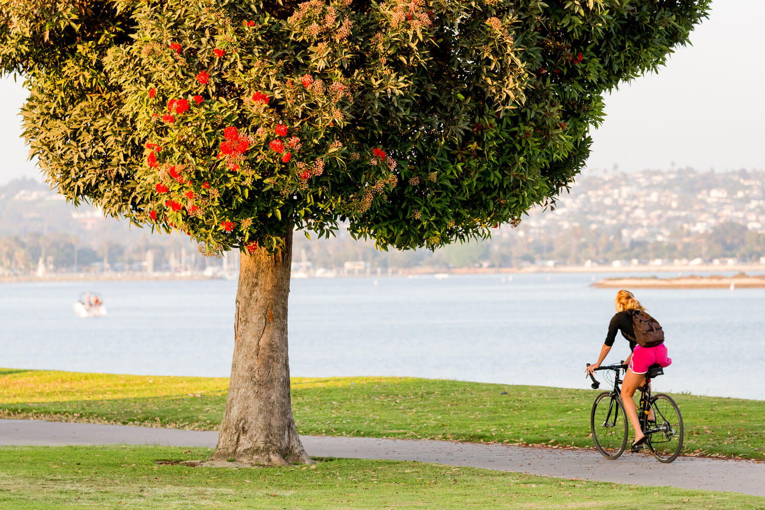 Woman riding a bicycle on a path with a big leafy green tree with flowers along Mission Bay in San Diego