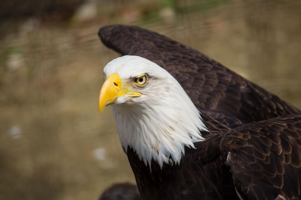Close up of american bald eagle with white head and brown feathers