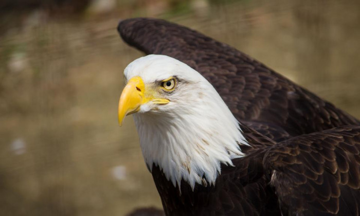 Close up of american bald eagle with white head and brown feathers