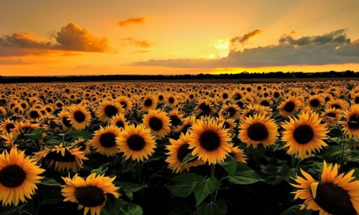 Sunflowers-57ddb2c2326f1.jpg