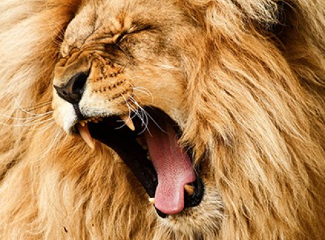 Lion roaring