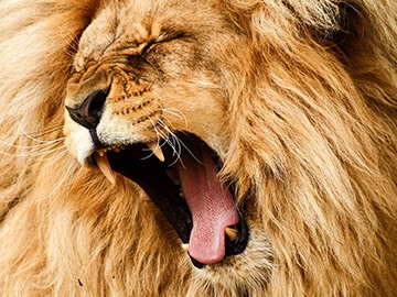 Lion roaring
