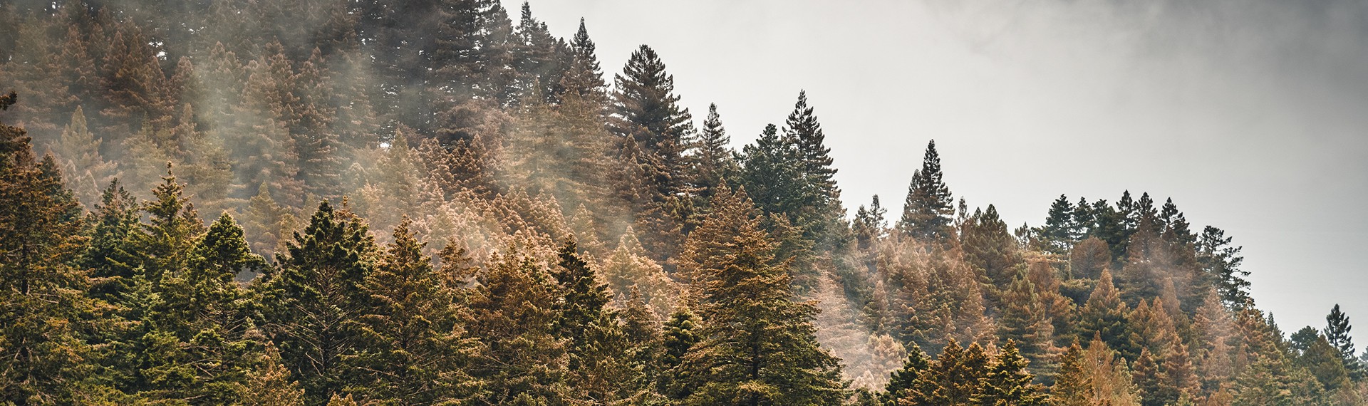 trees on the side of a mountain