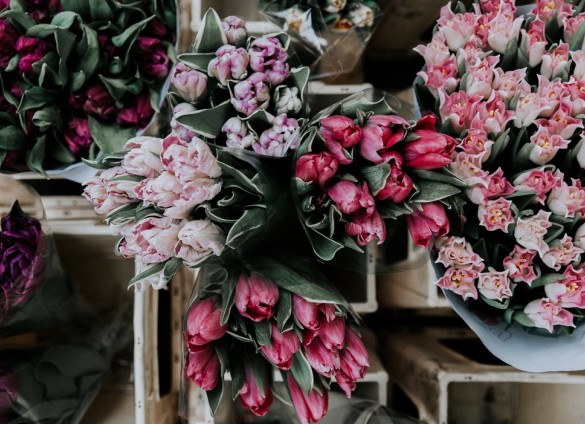 pink tulips