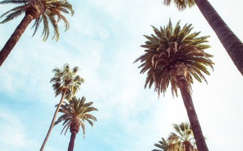 view of tall california palm trees