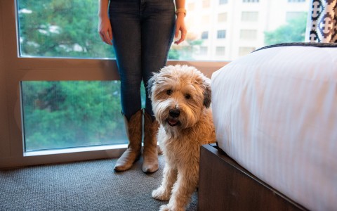 a dog in a hotel room