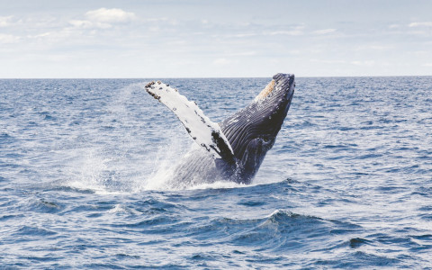 whale breeching the water 