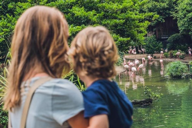 mother holding son watching flamingos 