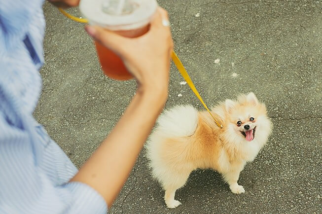 cute dog on a leash