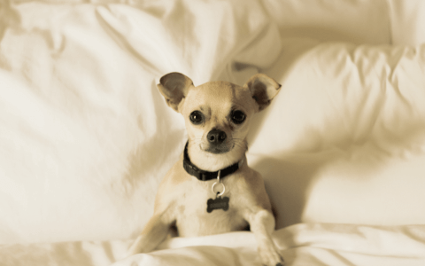 small dog under covers in hotel bed