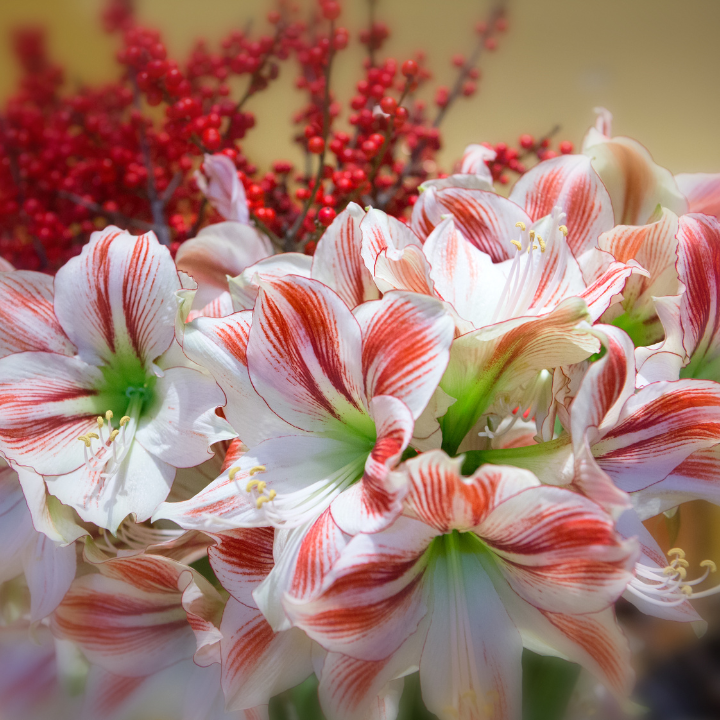 pink and red flowers