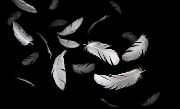 feathers