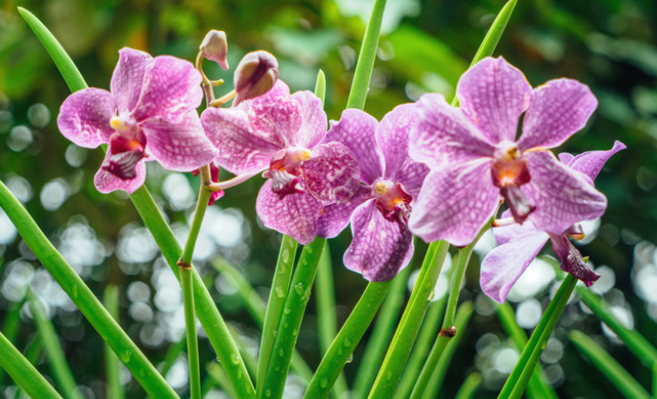 orchids