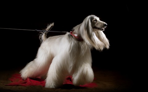 afghan hound dog