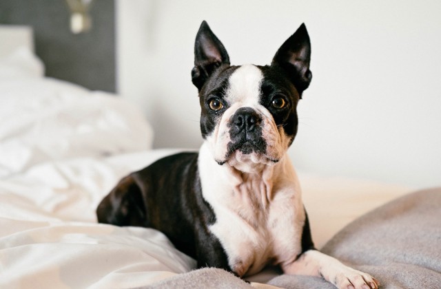 black and white french bulldog on bed