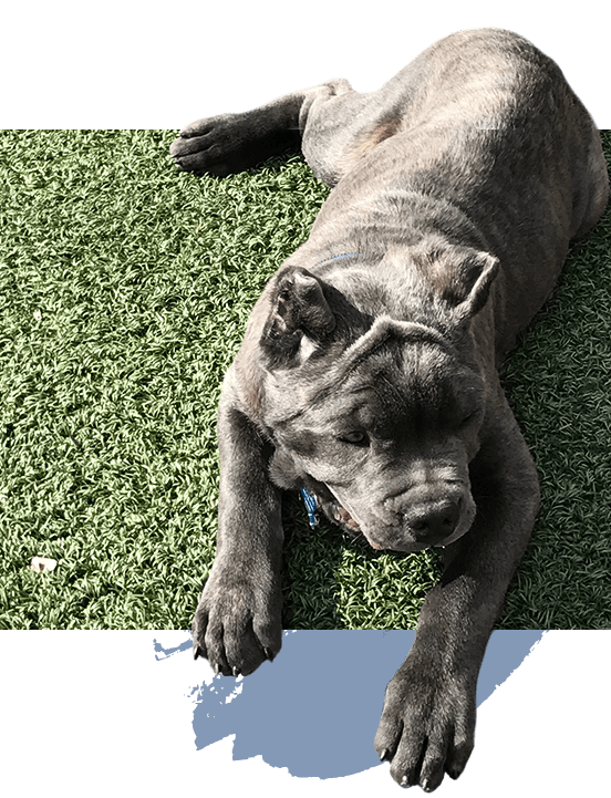 xander the dog lying down