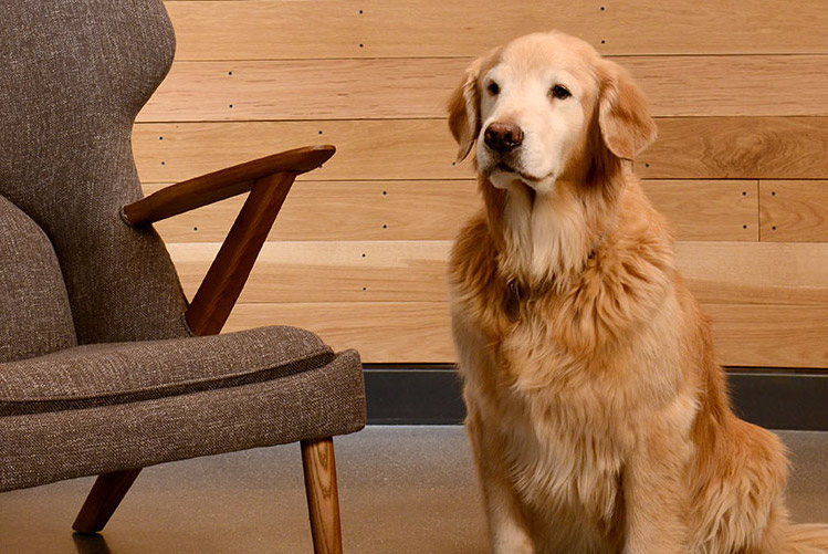 dog sitting next to chair