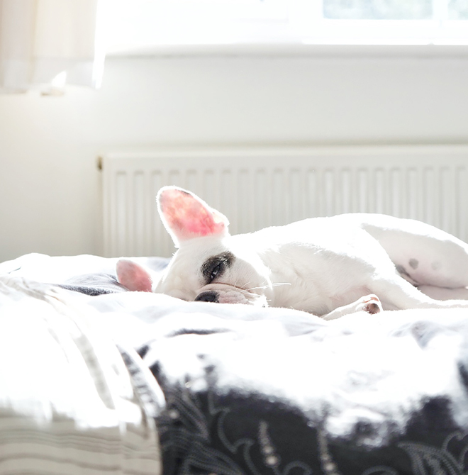 ilad aboutus petfriendly
