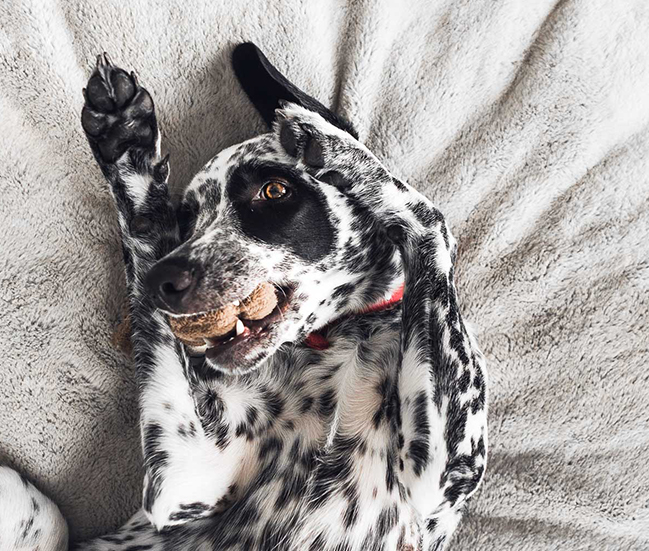 indigo napa aboutus petfriendly