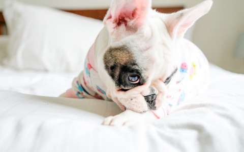 french bulldog in pajamas laying on bed