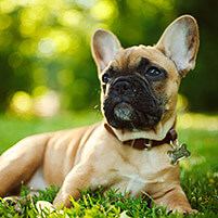 french bulldog laying in green grass