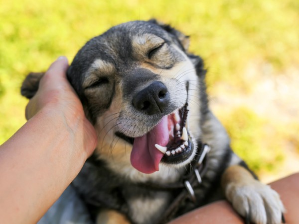 dog being pet