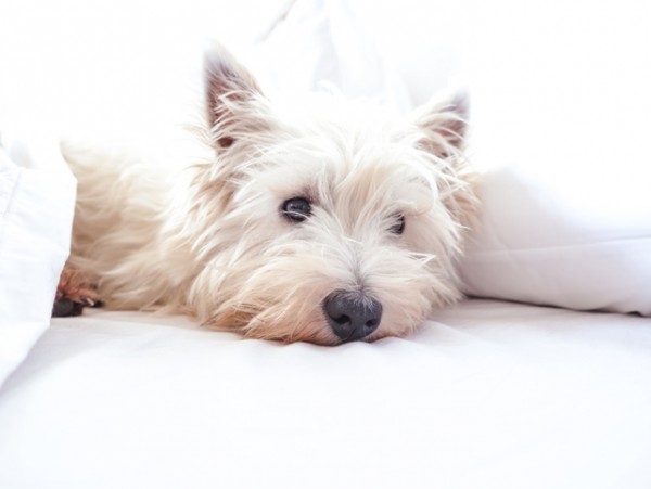 dog in bed