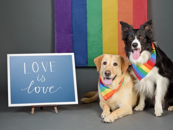 love is love sign with two dogs and rainbow flag