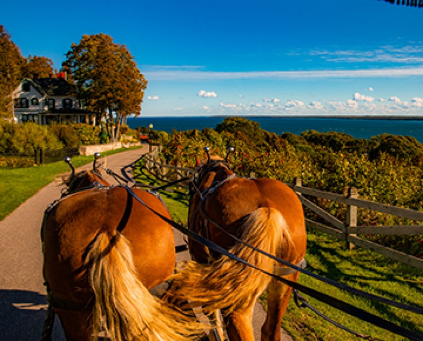view of 2 brown horses drawing a carriage with a view of the ocean