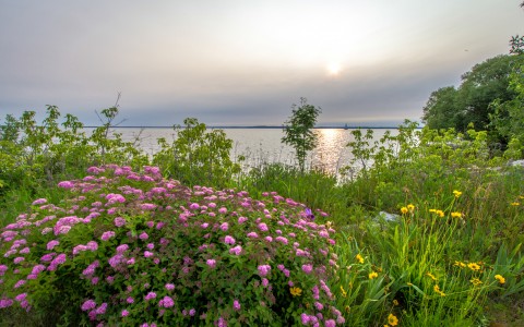 image of flowers and plants in front of bay and cloudy sunset