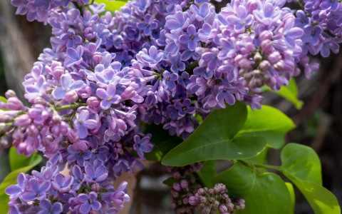 a bush of lilacs