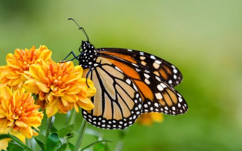 monarch butterfly on flower