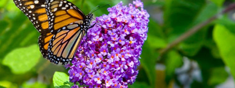 Make Reservations Now for the Annual Lilac Festival