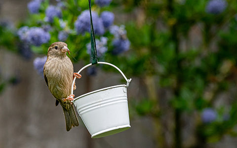 bird sitting on white bucket bird feeder