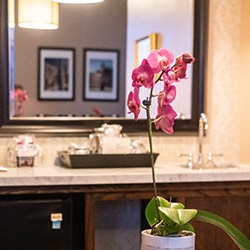 pink orchid as decor for bathroom