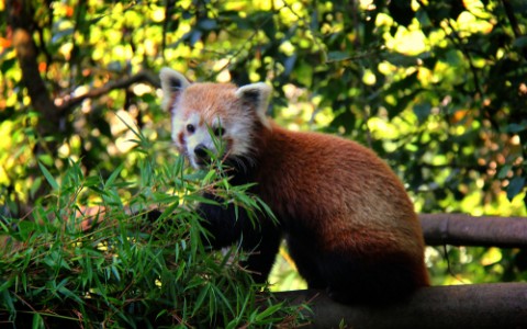 red panda at zoo