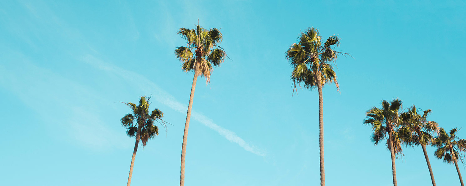 view looking up at palm trees against a blue sky