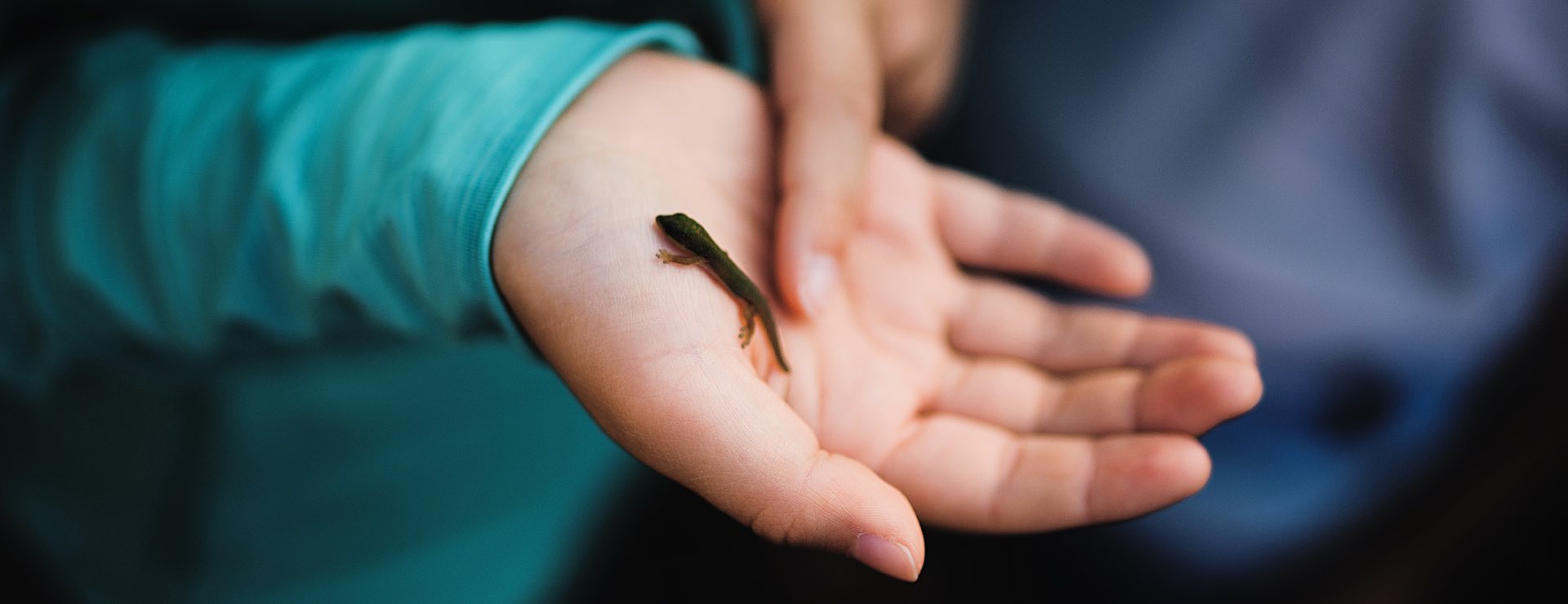childs hand holding a small newt