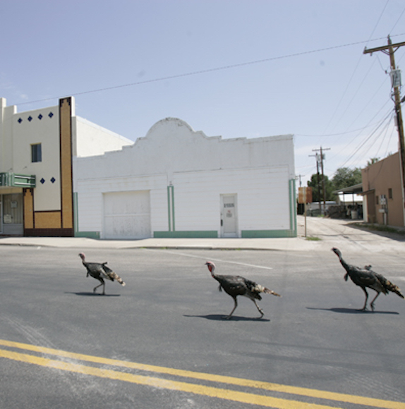 turkeys walking on highland avenue