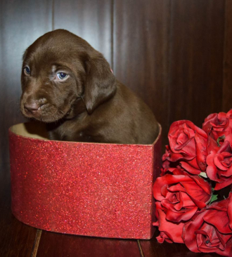 chocolate lab puppy in a heart shaped box next to red roses