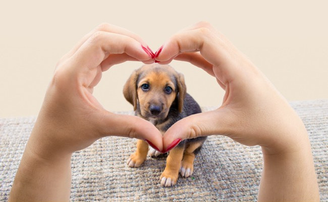 woman making a heart shape with hands in front of a puppy