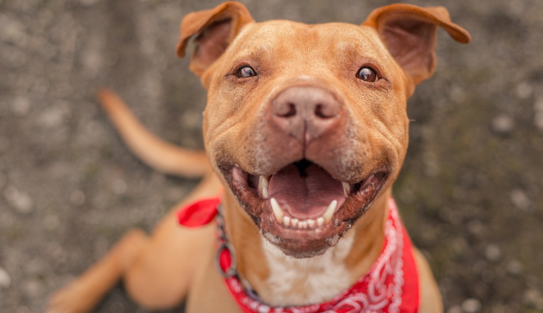 a dog wearing a red bandana smiling