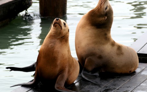 san francisco sea lions