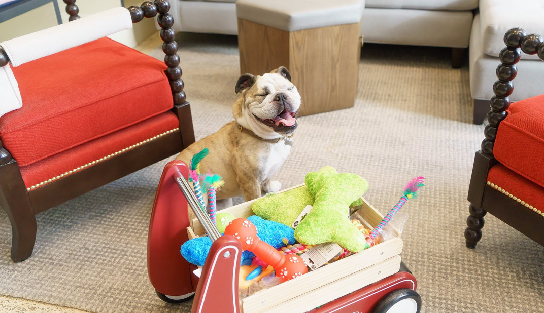 Smiling dog with wagon full of toys