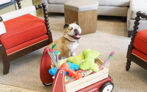 Smiling dog with wagon full of toys