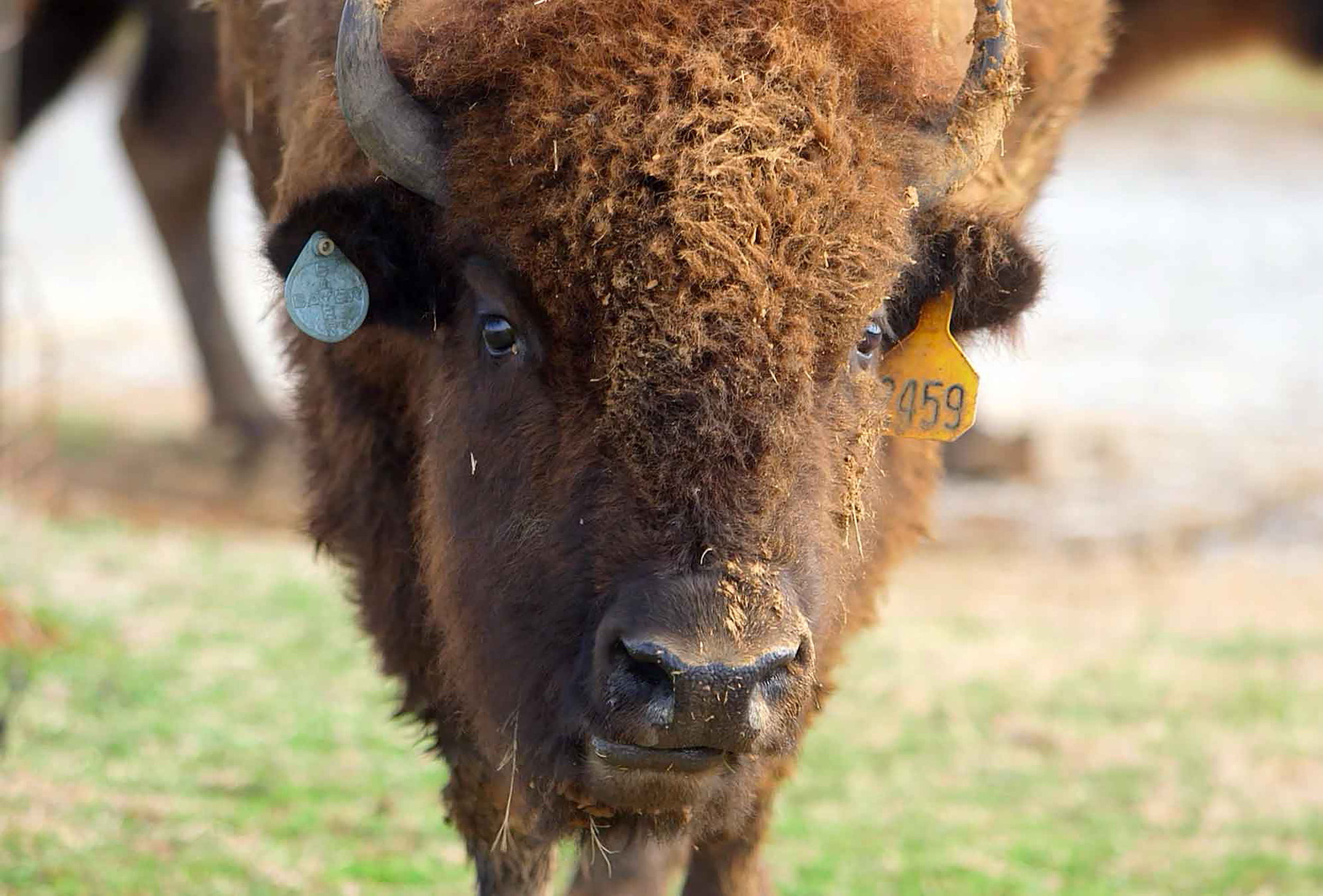 buffalo closeup