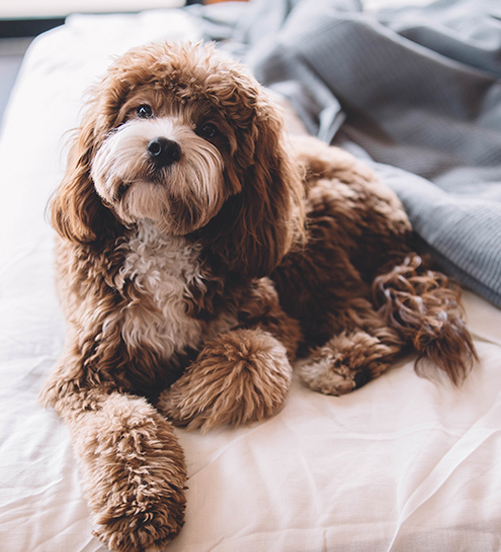 Historic Hotels In Missouri Our Story Hotel Vandivort