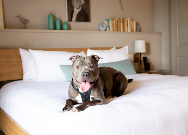 dog on bed