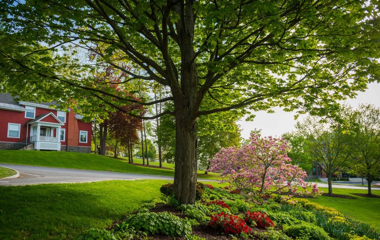 a large tree surrounded by colorful plants in front of a red building