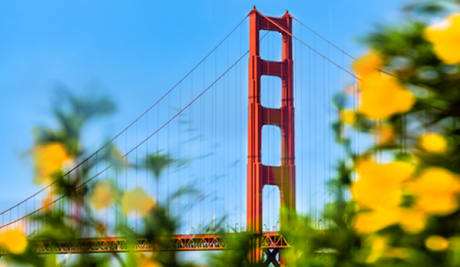 Golden Gate bridge hidden behind beautiful yellow spring bloom of flowers Header